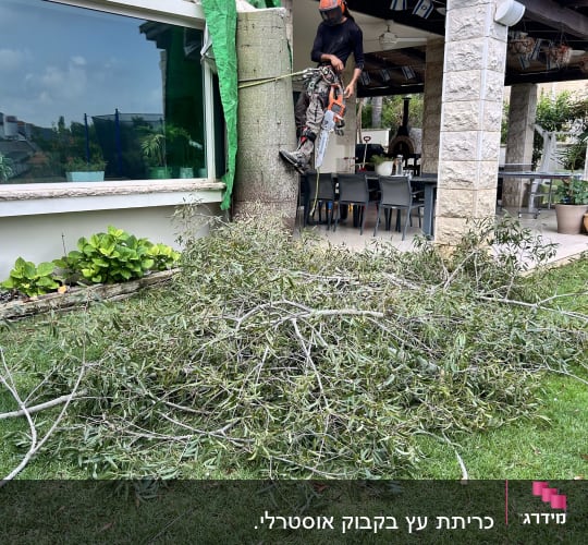 איש מקצוע עם מסור שרשרת וציוד טיפוס מבצע כריתת עץ בחצר בית
